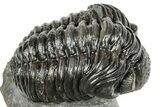 Phacopid (Adrisiops) Trilobite - Jbel Oudriss, Morocco #251653-1